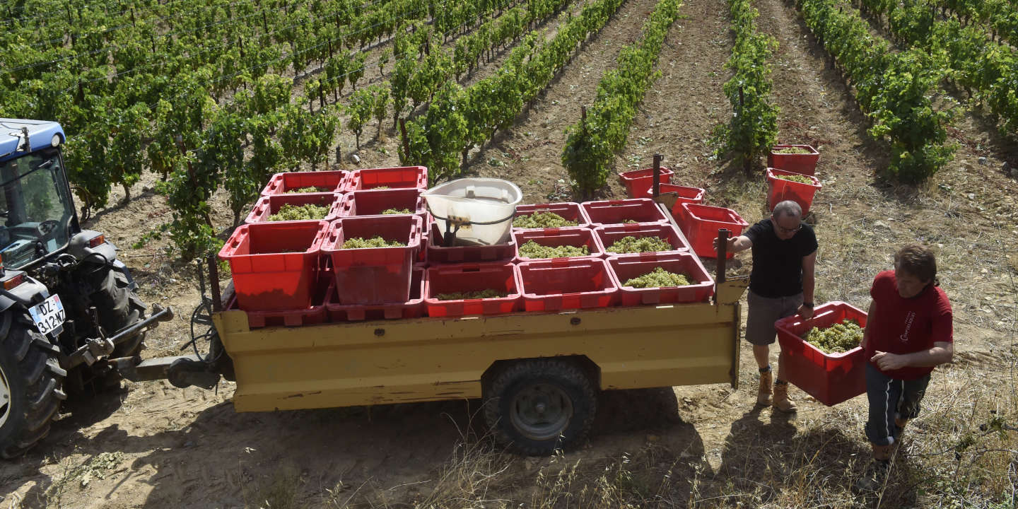 2021, une année éprouvante pour la viticulture française