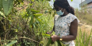 Au Cameroun, un insecticide biologique pour lutter contre le paludisme