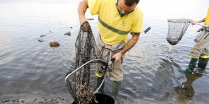 Espagne : des tonnes de poissons morts en mer Mineure à cause d’une pollution aux nitrates