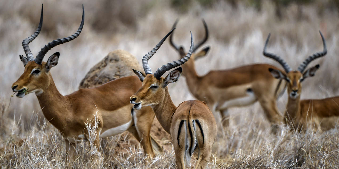 Le Kenya lance le premier recensement de sa faune sauvage