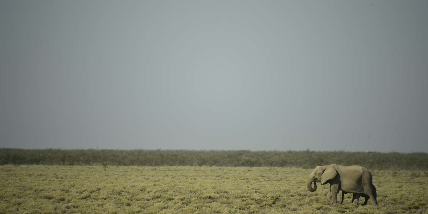 La Namibie vend 57 éléphants afin de contrôler leur surpopulation dans le pays