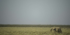 La Namibie vend 57 éléphants afin de contrôler leur surpopulation dans le pays