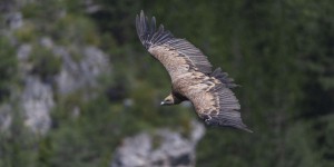 Trop nombreux et devenus des prédateurs ? Les vautours divisent le monde agricole