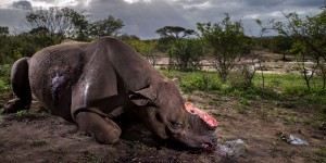 Sur la tombe du rhinocéros inconnu