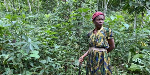 « C’est la catastrophe » : au Cameroun, les producteurs de cacao frappés par la sécheresse
