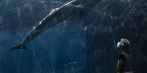 Le défi de la réhabilitation des dauphins, après une vie en delphinarium