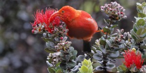 « Ecoutez bien ce concert, on ne l’entend plus qu’ici » : à Hawaï, les oiseaux ne cessent de mourir