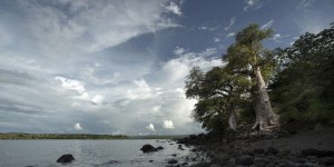 L’impossible adaptation des baobabs de Madagascar au changement climatique