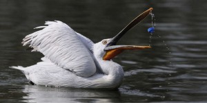 Les oiseaux migrateurs, victimes des déchets plastiques