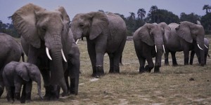 Ouverture du procès d’un trafic international d’ivoire et de cornes de rhinocéros à Rennes