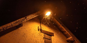 La pollution lumineuse délétère pour les populations d’insectes
