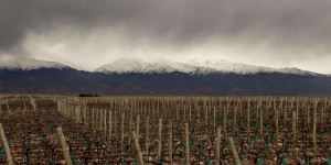 « On ne peut pas se projeter » : les vignerons argentins pris au piège d’une inflation galopante