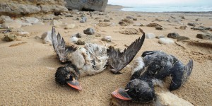 Soumis aux tempêtes hivernales, les oiseaux marins meurent par manque de nourriture