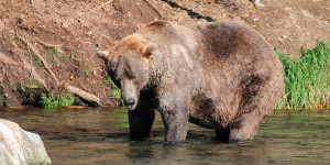 En Alaska, Otis, champion poids lourds des ours bruns