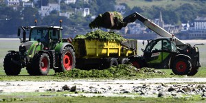 Algues vertes : en Bretagne, un fléau sans fin