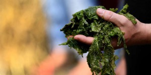 Algues vertes : l’absence de protocole en cas d’intoxication suspectée fait cruellement défaut