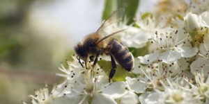 Une année 2021 « désastreuse » pour la récolte du miel en France