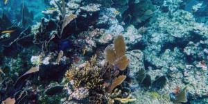 Les coraux diminuent rapidement presque partout dans le monde