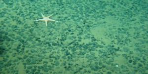 La course pour l’exploitation des ressources du plancher océanique s’organise