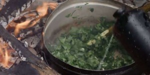 « Cueilleur par nature », sur Ushuaïa TV : cueillir pour se nourrir, une pratique à redécouvrir