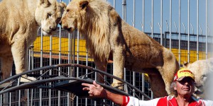 « Etre avec mes lions, faire rêver les gens, c’est toute ma vie » : Frédéric Edelstein, dernière bête de scène
