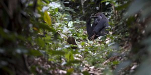 Forêt d’Afrique centrale : ce qu’il reste à sauver