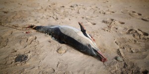 Hécatombe de dauphins : la Commission européenne met à nouveau la pression sur la France