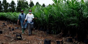 Le Nigeria veut relancer sa production d’huile de palme