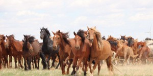 Origine du cheval domestique : « Il s’est répandu comme une traînée de poudre, il y a 4 200 ans, depuis le Caucase »