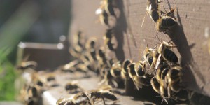 Le projet d’« arrêté abeilles » du gouvernement provoque la colère des apiculteurs