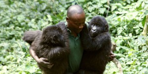 En RDC, décès d’une célèbre gorille du parc national des Virunga