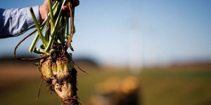Pour réduire les pesticides, le Parlement européen réclame des objectifs contraignants