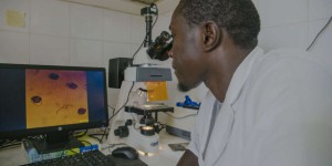 Au Sénégal, une microalgue toxique empoisonne périodiquement le littoral