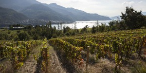 Les vignes des Hautes-Alpes, « front pionnier » face au changement climatique