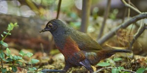 Zoologie : des oiseaux truffiers en Patagonie