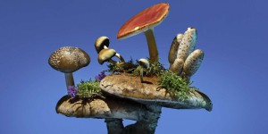 Les champignons vont-ils sauver le monde ?