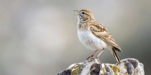 Les chants des oiseaux en voie de disparaître de nos paysages sonores