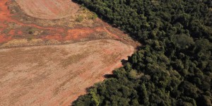 COP26 : un accord pour enrayer la déforestation d’ici à 2030