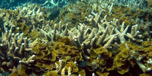 Coraux : en Australie, le blanchissement a atteint 98 % de la Grande Barrière