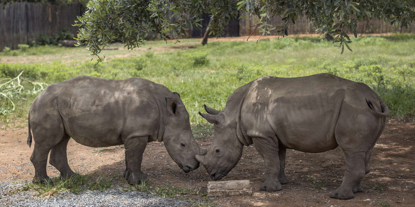 Une corne de rhinocéros virtuelle mise aux enchères en Afrique du Sud