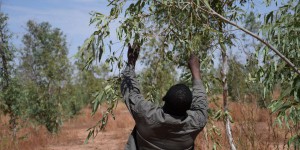 Une forêt a poussé sur des cailloux : au Niger, la Grande Muraille verte avance à petits pas
