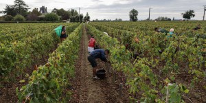 La France rétrogradée au troisième rang mondial des producteurs de vin