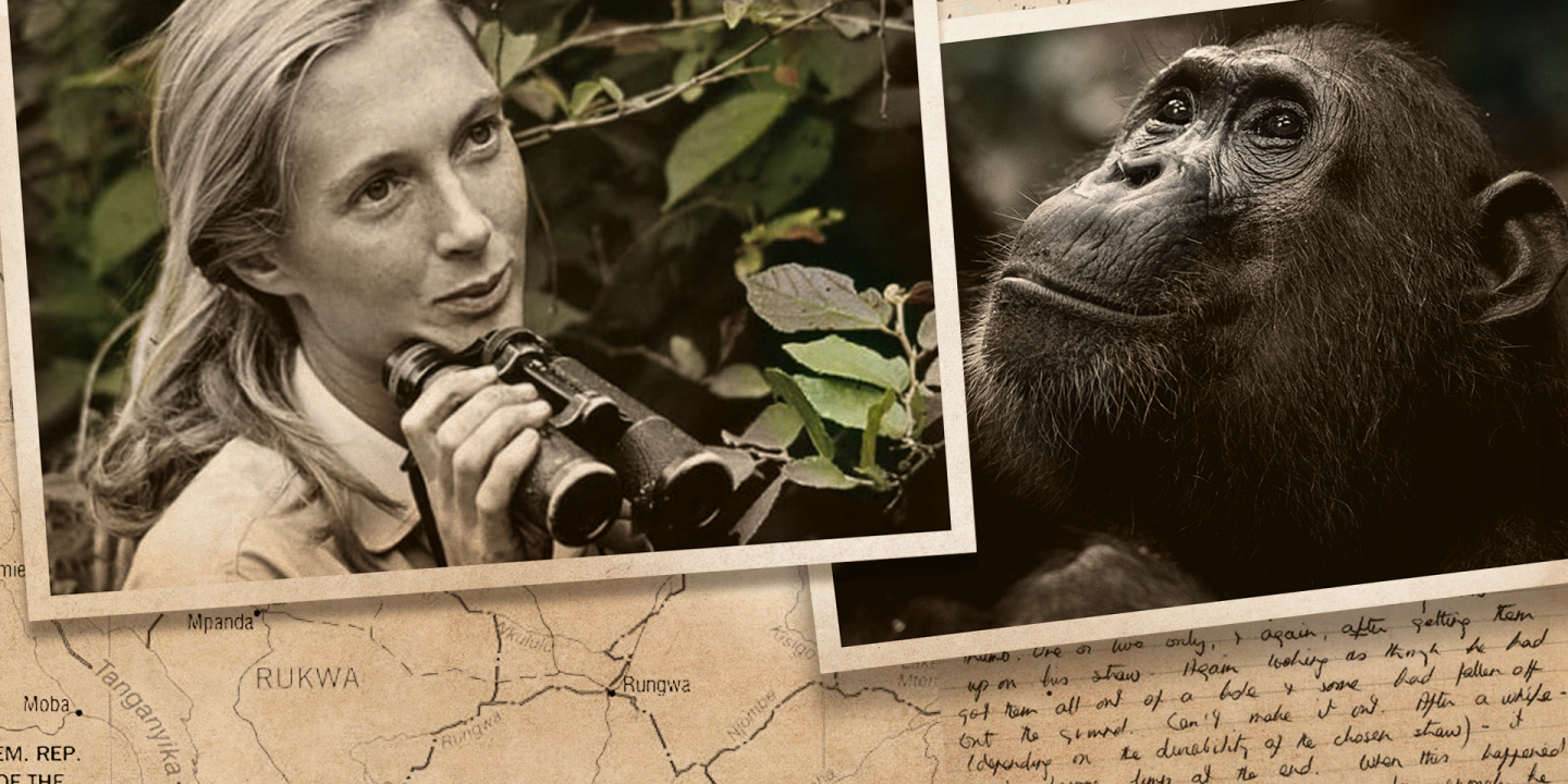Jane Goodall et les singes : l’envers d’un cliché - Flashback #6