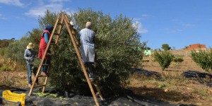 Au Maghreb, l’agriculture bio et organique en plein essor