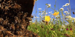 Le plan « pollinisateurs » du gouvernement suscite la colère des apiculteurs