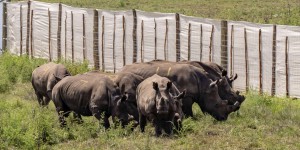 Trente rhinocéros blancs introduits, en Boeing 747, au Rwanda