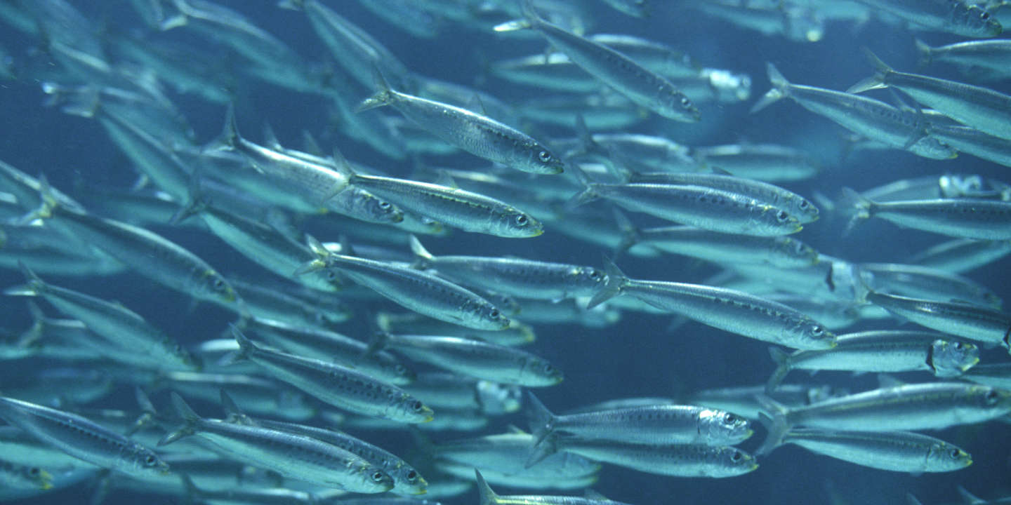 Pourquoi les sardines de Méditerranée rapetissent et ont perdu deux tiers de leur poids
