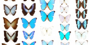 Les secrets du vol plané du papillon morpho