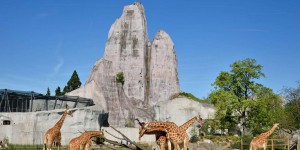 Un appel au don pour réhabiliter le Grand Rocher du zoo de Vincennes