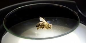 La fertilité des abeilles atteinte par les pesticides néonicotinoïdes